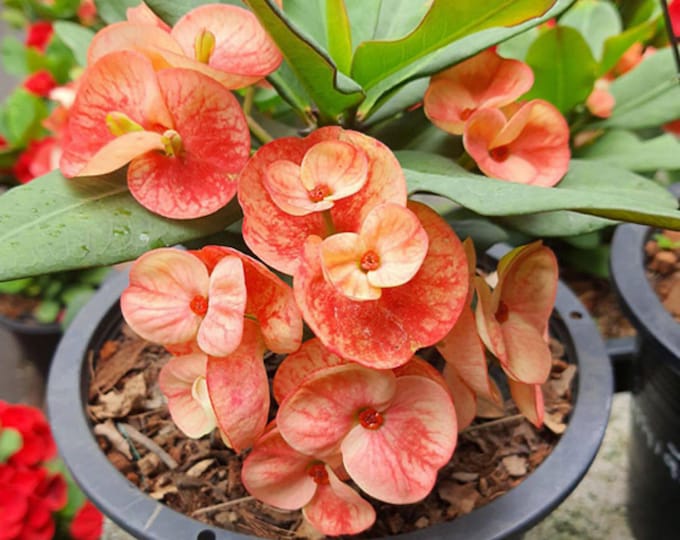 Orange Unicorn Thai Hybrid Crown of Thorns / Corona de Cristo