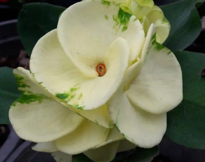 Phutawan Thai Hybrid Crown of Thorns/Corona de Cristo