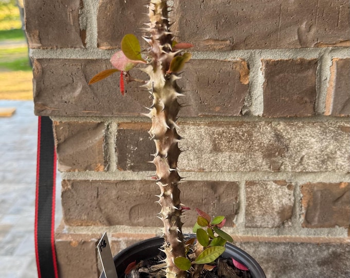 UNKNOW COLOR Thai Hybrid (158) Crown of Thorns / Corona de Cristo