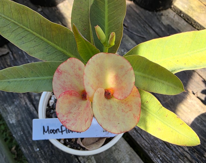 Moonflower Thai Hybrid Crown of Thorns / Corona de Cristo