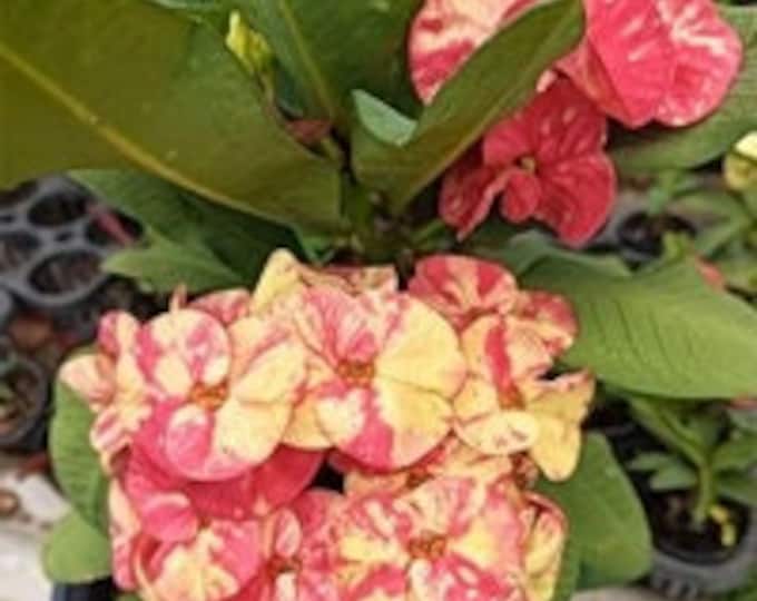Orange Divina Thai Hybrid Crown of Thorns / Corona de Cristo