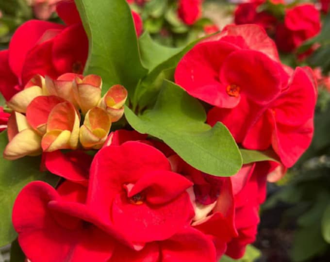 Red Galaxy Thai Hybrid Crown of Thorns / Corona de Cristo