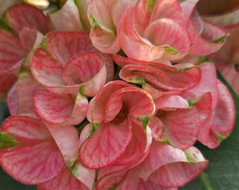 Pink Ruffles Thai Hybrid Crown of Thorns / Corona de Cristo