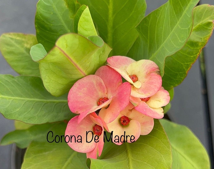 Pink Princess Thai Hybrid of Thorns / Corona de Cristo