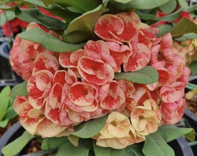 Full House Money Thai Hybrid  Crown of Thorns / Corona de Cristo