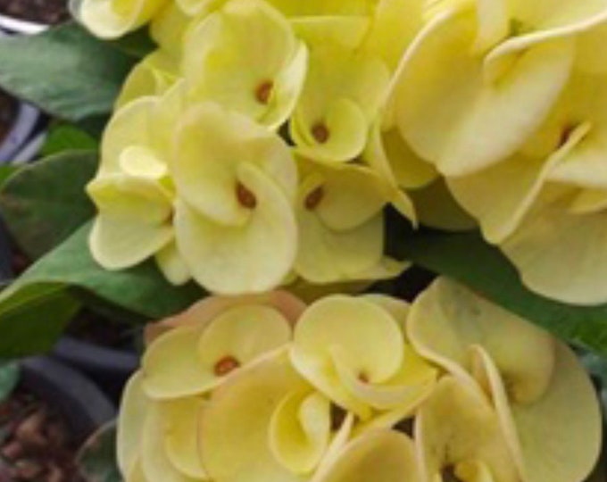 Yellow Ampawan Thai Hybrid Crown of Thorns / Corona de Cristo