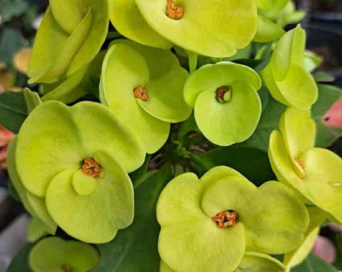 Siamese Morakorn Thai Hybrid Crown of Thorns / Corona de Cristo