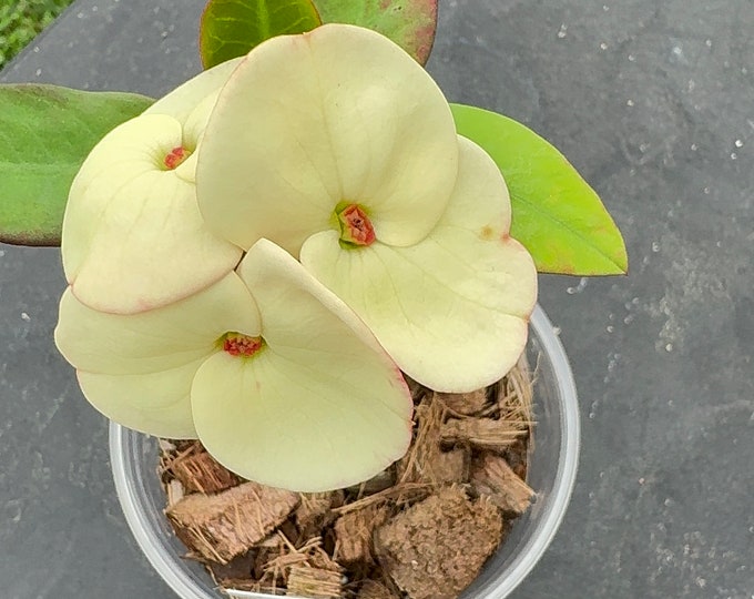 Silver Bell Thai Hybrid Crown of Thorns / Corona de Cristo