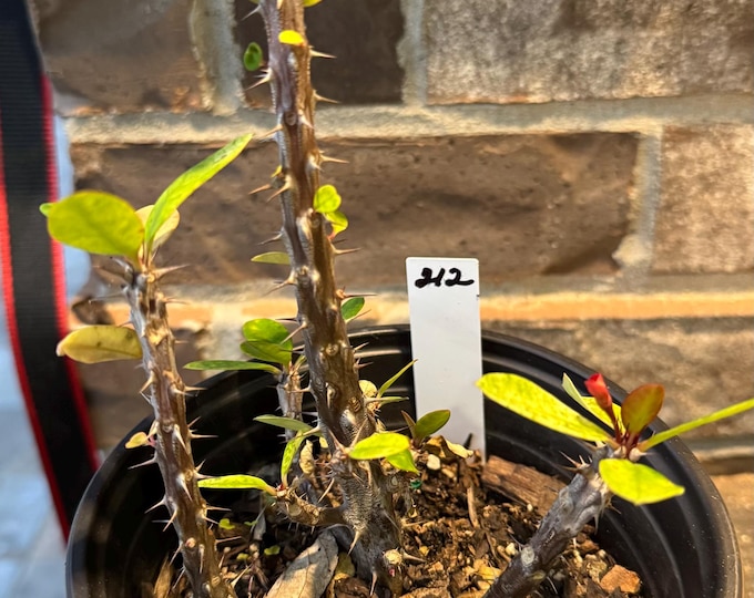 UNKNOWN COLOR Thai Hybrid (212) Crown of Thorns / Corona de Cristo