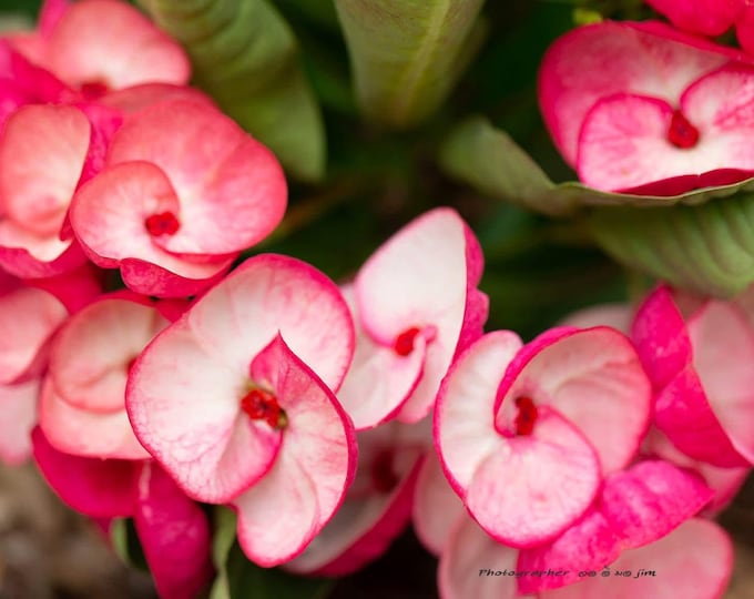 Tubtim Chan Thai Hybrid Crown of Thorns / Corona de Cristo