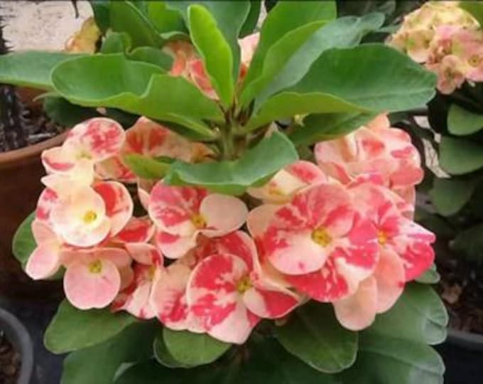 Chokchai Thai Hybrid Crown of Thorns / Corona de Cristo