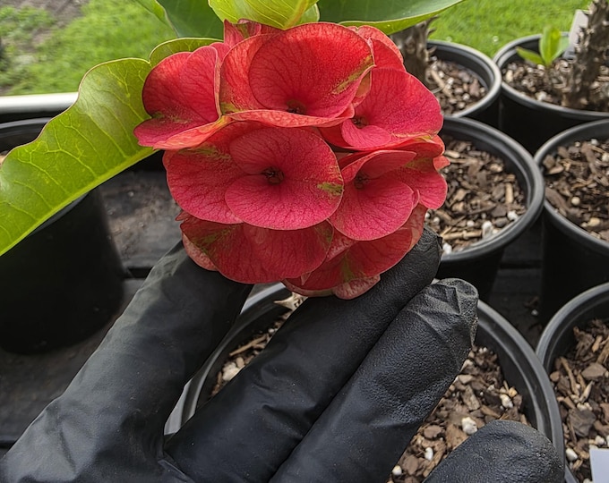 Honey Rossette Thai Hybrid Crown of Thorns / Corona de Cristo