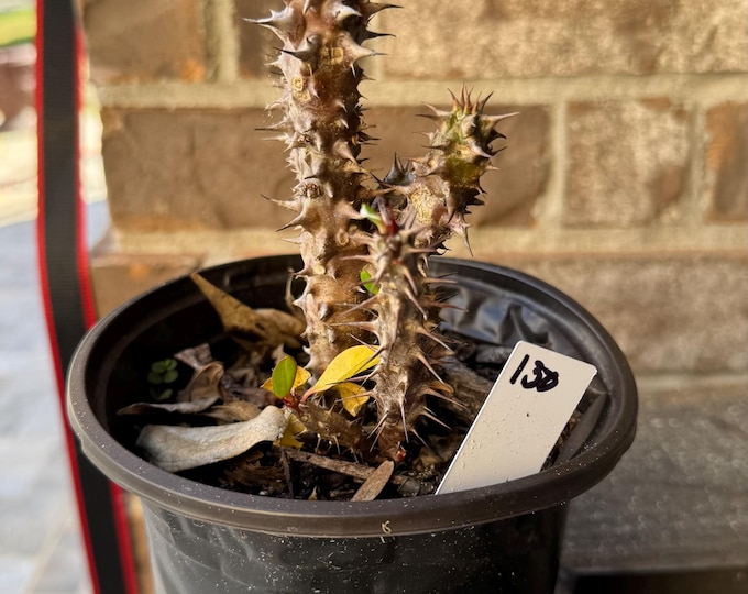 UNKNOW COLOR Thai Hybrid (130) Crown of Thorns / Corona de Cristo