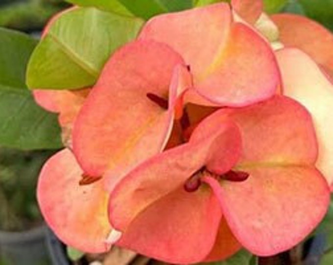 Diamond King Thai Hybrid Crown of Thorns / Corona de Cristo