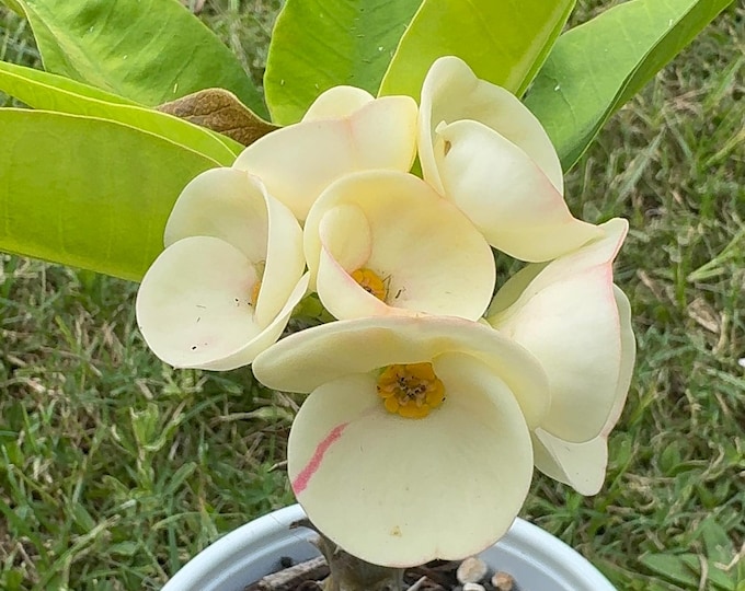 Dew of Stars Thai Hybrid Crown of Thorns / Corona de Cristo