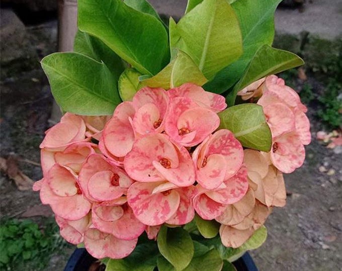 Orange Sand Thai Hybrid Crown of Thorns/Corona de Cristo
