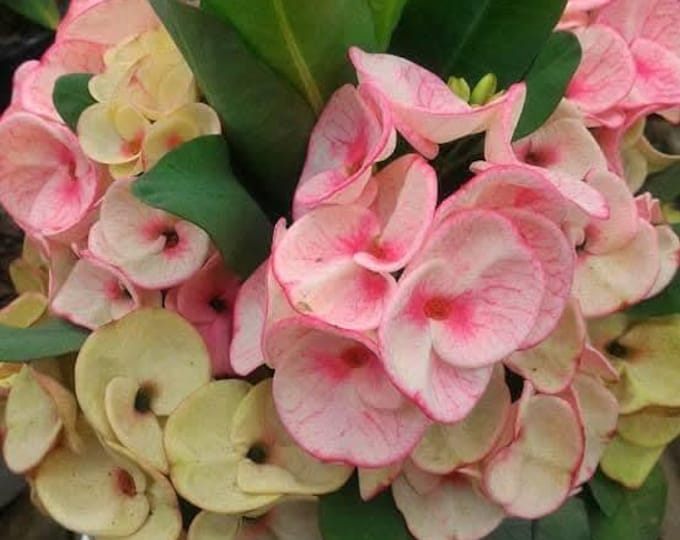 Goddess Thai Hybrid of Thorns / Corona de Cristo