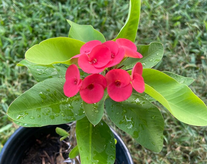 Milii Rosa Corona de Cristo/ Milii Pink Crown of Thorns