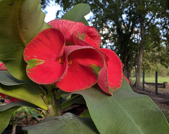 MiSabb Thai Hybrid  Crown of Thorns / Corona de Cristo