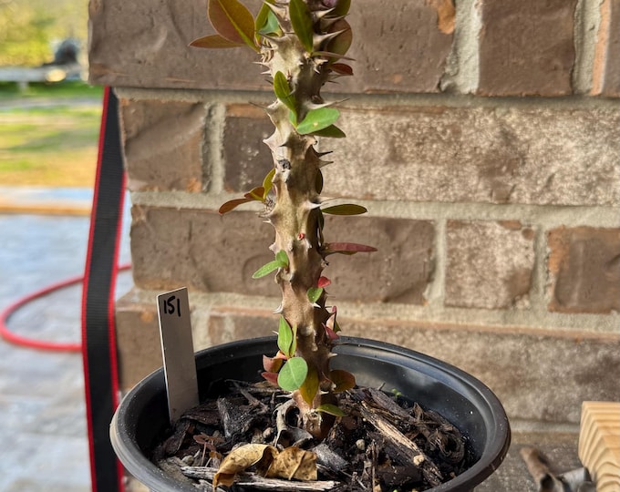 UNKNOW COLOR Thai Hybrid (151) Crown of Thorns / Corona de Cristo
