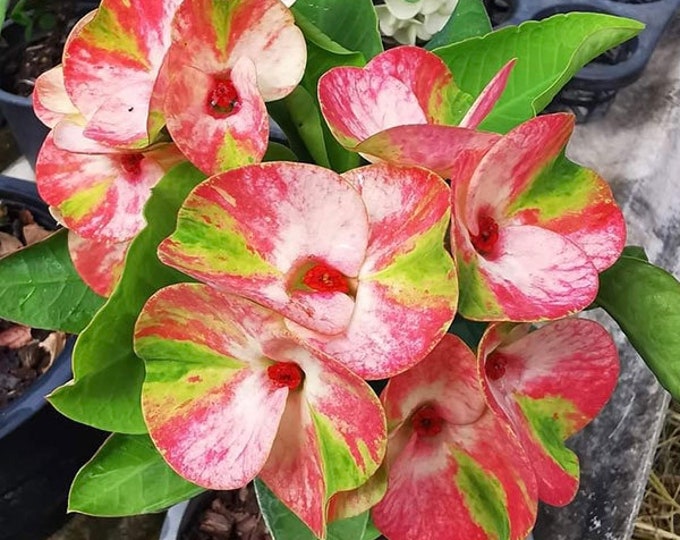 Triple King OR Siam Niramit Thai Hybrid Crown of Thorns / Corona de Cristo