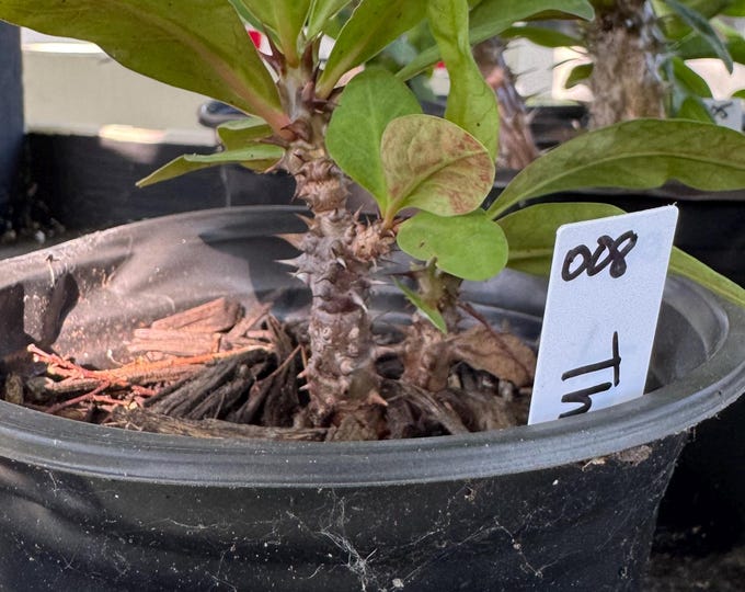 UNKNOWN COLOR Thai Hybrid (118) Crown of Thorns / Corona de Cristo
