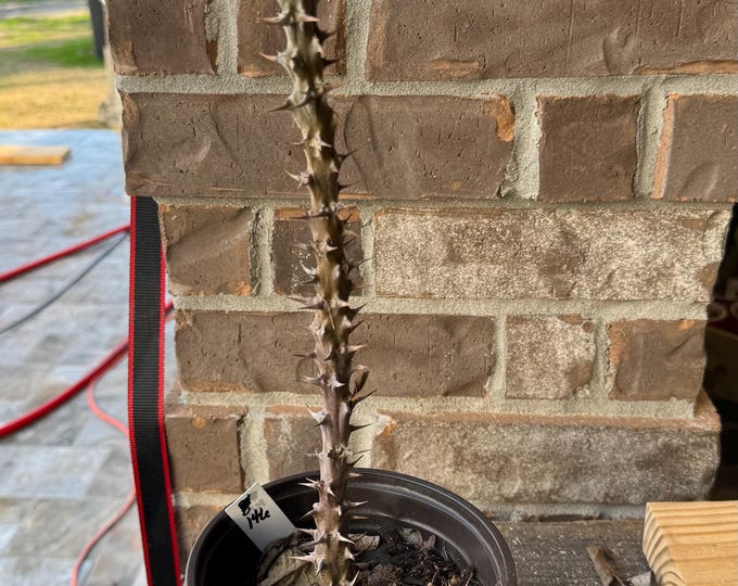 UNKNOW COLOR Thai Hybrid (146) Crown of Thorns / Corona de Cristo