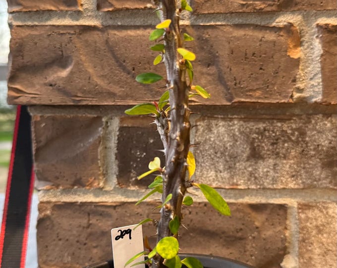 UNKNOWN COLOR Thai Hybrid (209) Crown of Thorns / Corona de Cristo