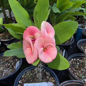 Ang-Sumalin Thai Hybrid Crown of Thorns / Corona de Cristo