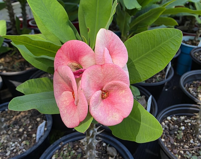 Ang-Sumalin Thai Hybrid Crown of Thorns / Corona de Cristo