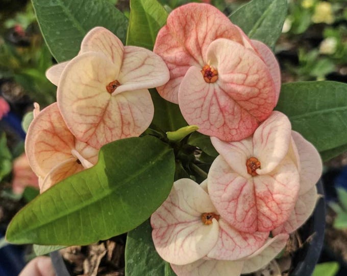 My One Thai Hybrid Crown of Thorns / Corona de Cristo