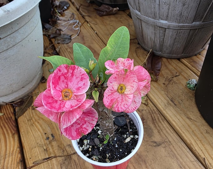 Pink Diamond Thai Hybrid Crown of Thorns / Corona de Cristo
