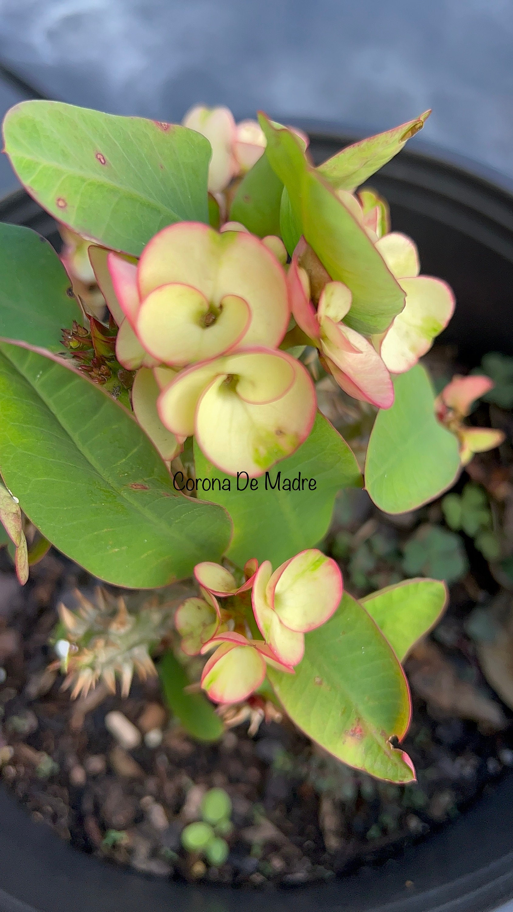Bridal Bouquet Crown of Thorns Ramo De Novia Corona De Cristo