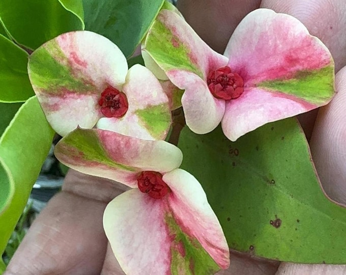 Diamonds Night Thai Hybrid Crown of Thorns / Corona de Cristo