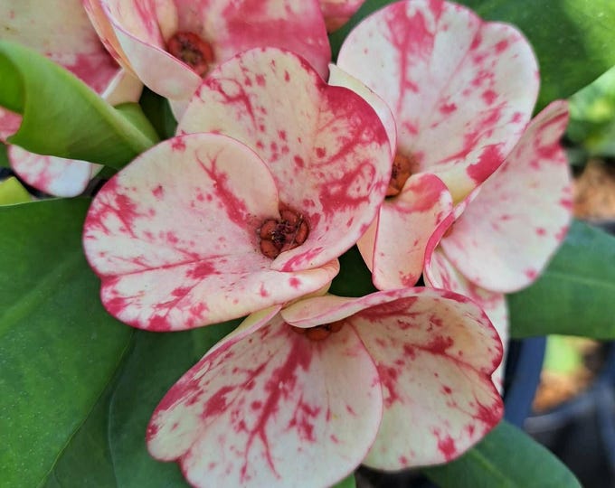Rungrawee Thai  Hybrid Crown of Thorns / Corona de Cristo