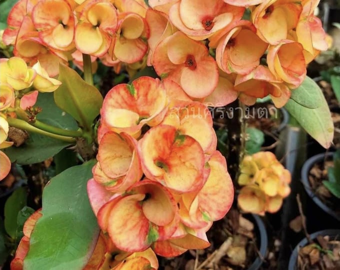 SaengSuriya Thai Hybrid  Crown of Thorns / Corona de Cristo