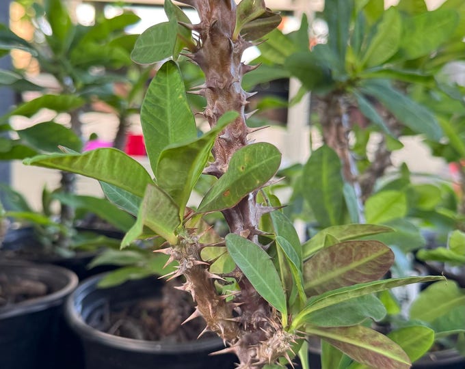 UNKNOWN COLOR (348) Thai Hybrid Crown of Thorns / Corona de Cristo