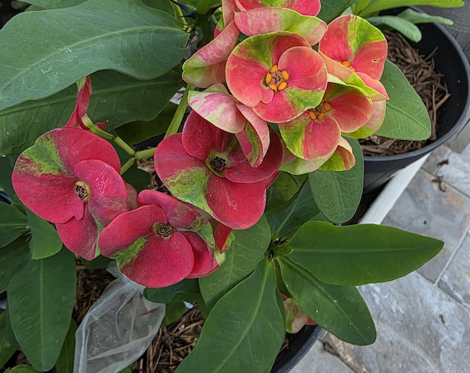 Red Millionaire or Maha Sedthee Crown of Thorns Plant: Thai Hybrid