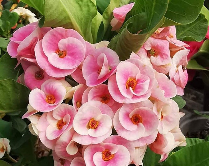 Rosy Pink Thai Hybrid Crown of Thorns / Corona de Cristo