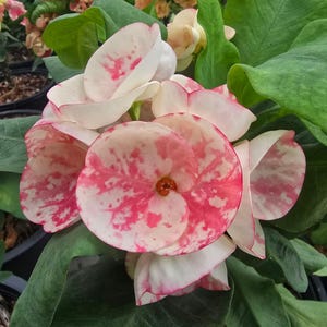 May include: A cluster of Euphorbia milii flowers featuring rounded, overlapping petals with a variegated pattern of creamy white and vibrant pink speckles. The center of each bloom displays a small, orange-yellow structure, surrounded by large, smooth, dark green leaves.