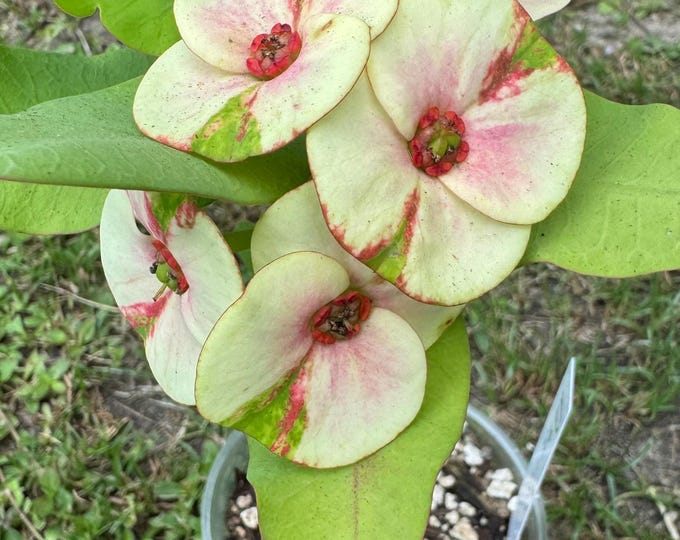 Billion Diamond Thai Hybrid Crown of Thorns / Corona de Cristo