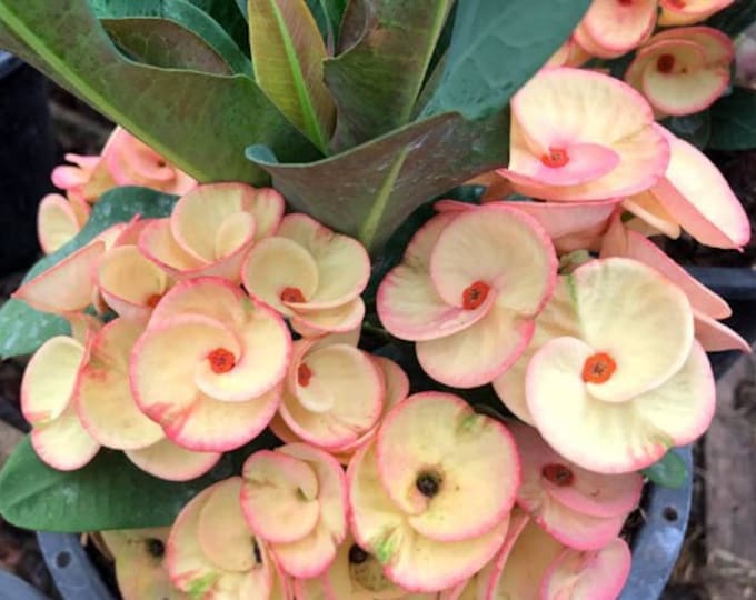 Siam Butterflies Thai Hybrid Crown of Thorns / Corona de Cristo