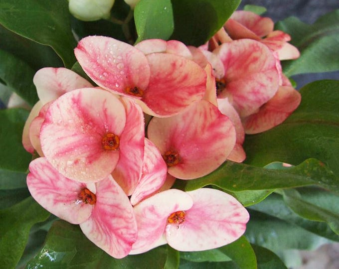 Natasha Thai Hybrid Crown of Thorns/Corona de Cristo