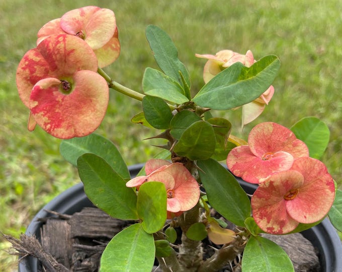 Mil Colores or Blance Thai Hybrid  Crown of Thorns / Corona de Cristo