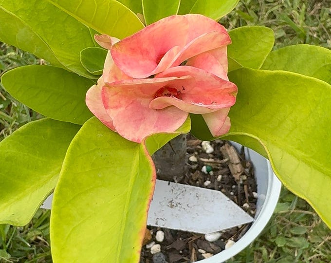 Fuji Night Thai Hybrid Crown of Thorns / Corona de Cristo