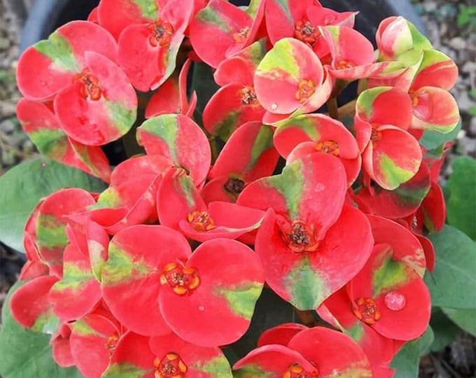 Super Millionaire Thai Hybrid Crown of Thorns / Corona de Cristo