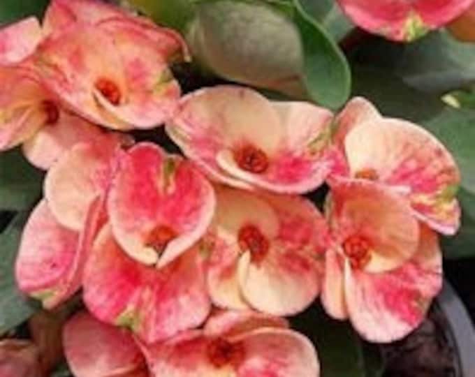 Orange Crown Thai Hybrid Crown of Thorns / Corona de Cristo