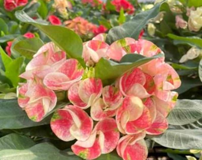 Delightful Bliss Thai Hybrid Crown of Thorns / Corona de Cristo