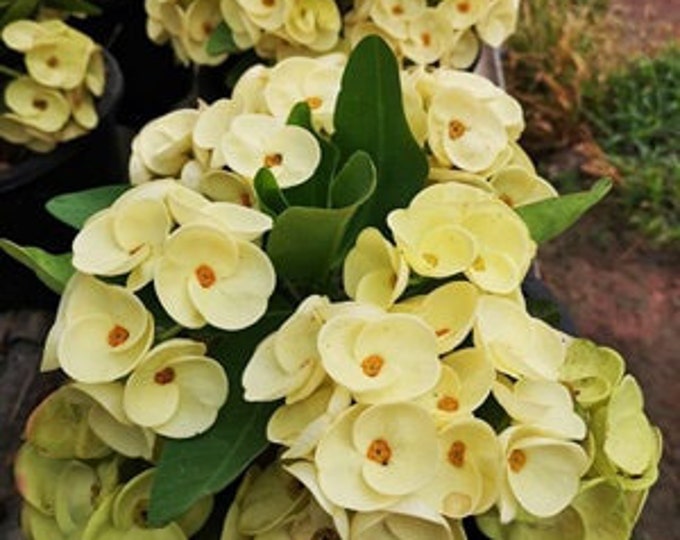 ArngThong / King Golden / Piolin Thai Hybrid Crown of Thorns / Corona de Cristo