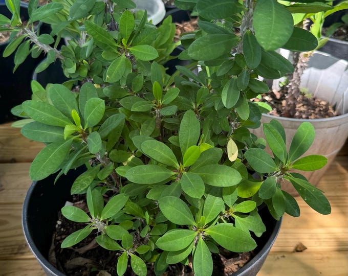 UNKNOWN COLOR Thai Hybrid Crown of Thorns / Corona de Cristo
